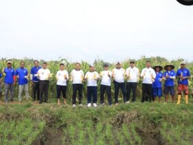 Caption : Kalapas Banyuwangi, I Wayan Nurasta Wibawa, bersama jajaran dan warga binaan saat memanen jagung dilahan SAE Paswangi seluas 7.000 meter persegi, Sabtu (21/2/2026)(dok Humas Lapas).