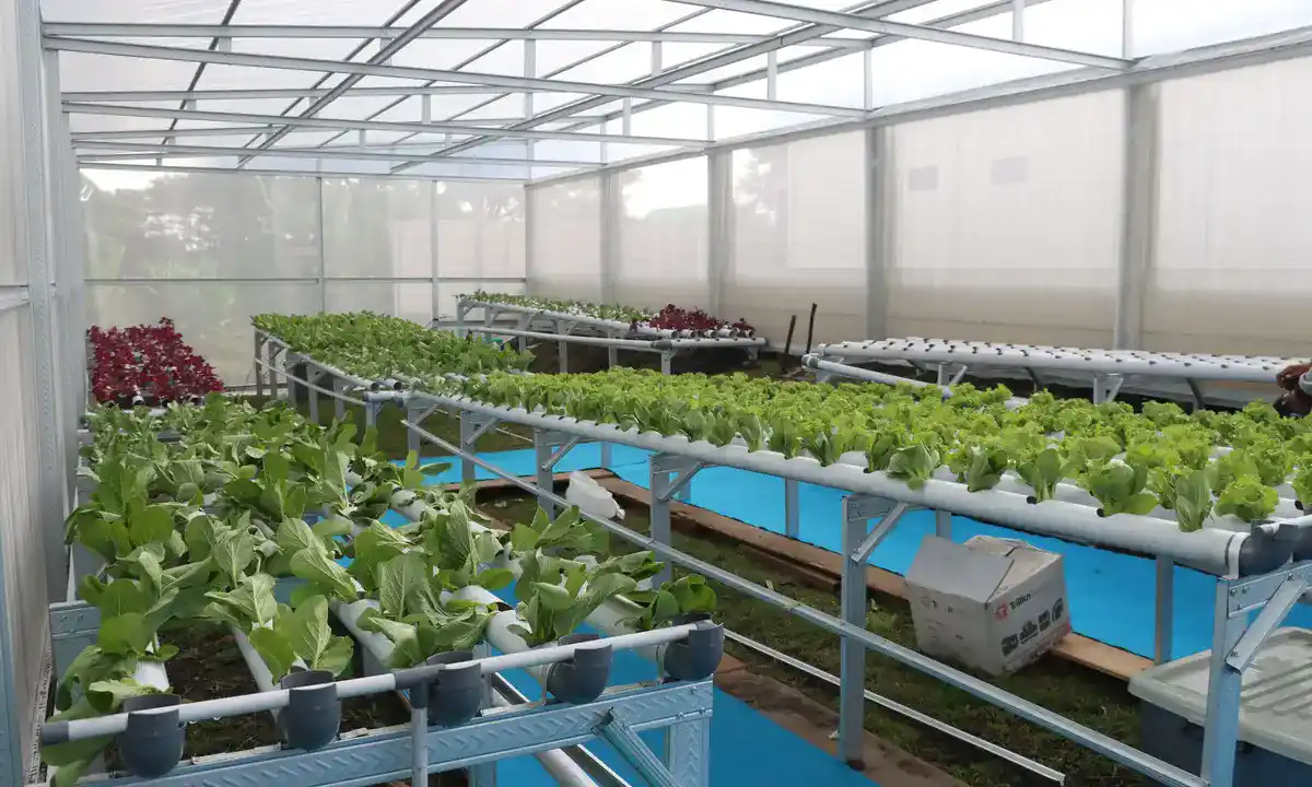 Fasilitas greenhouse di SPPG Polda Jawa Timur di Mojokerto di Desa Pacing, Kecamatan Bangsal, Kabupaten Mojokerto.(blok-a.com/Syahrul Wijaya)