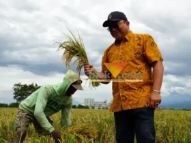 Pemimpin Wilayah Perum Bulog Kanwil Jawa Timur, Langgeng Wisnu Adinugroho saat melihat langsung proses panen padi (blok-a.com/Syahrul Wijaya)