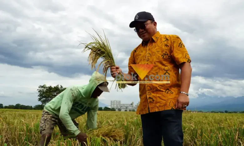 Pemimpin Wilayah Perum Bulog Kanwil Jawa Timur, Langgeng Wisnu Adinugroho saat melihat langsung proses panen padi (blok-a.com/Syahrul Wijaya)