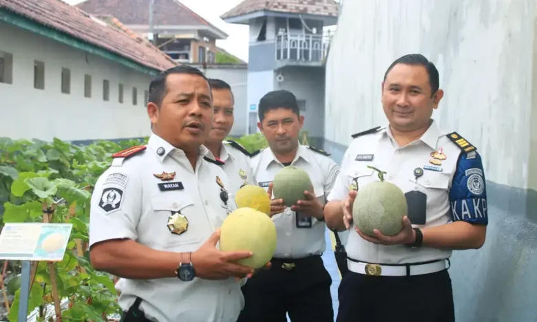 Kalapas Banyuwangi saat menggelar panen buah melon hasil budidaya warga binaan dengan memanfaatkan lahan produktif di area brandgang, Selasa (24/2/2026) (foto: Humas Lapas)