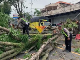 Polisi bersama BPBD Banyuwangi serta dibantu masyarakat saat melakukan evakuasi pohon tumbang di selatan Pos Lantas 1205 Kecamatan Rogojampi, Sabtu (14/2/2026) (Blok-a.com/Kuryanto).