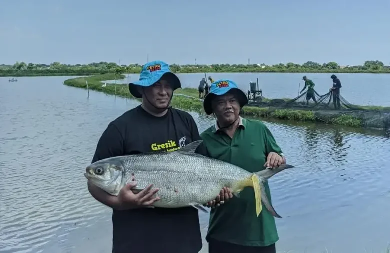 Ikan bandeng seberat 19 kilogram asal Desa Pangkahwetan, Kecamatan Ujungpangkah, menjadi juara 1 dalam kontes Bandeng Kawak 2026.(Ist)