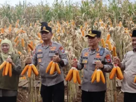 Kapolda Jawa Timur, Irjen Pol. Drs. Nanang Avianto, M.SI, bersama Gubernur Jawa Timur Khofifah Indar Parawansa saat panen raya Jagung di kawasan Pusat Pelatihan Pertanian Taruna Bumi, Green Farm Banyuwangi, Sabtu (28/2/2026)(blok-a.com/Istimewa)