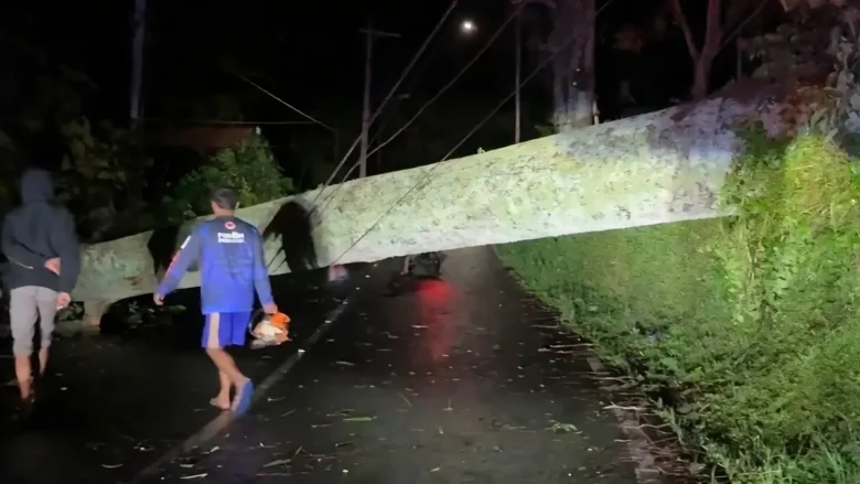 Pohon tumbang tutup jalur Pacet-Cangar.(Foto: Dokumen BPBD Kabupaten Mojokerto)