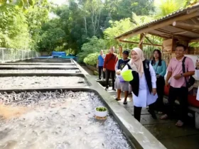 Bupati Ipuk Fiestiandani saat kunjungi budidaya ikan lele sistem air jernih di Kecamatan Purwoharjo (foto: Istimewa)