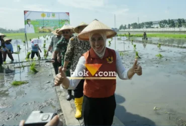 Wali kota Mojokerto Ika Puspita Sari ikut menanam padi di sawah lingkungan Keboan, Kelurahan Gununggedangan (foto: Blok-a.com/Syahrul Wijaya)