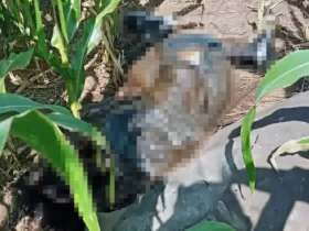 Kondisi mayat saat ditemukan di kebun jagung (foto: ist)
