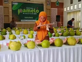 Tim juri dari Festival Pamelo sedang melakukan penilaian terhadap ratusan jeruk pamelo (foto: ist)