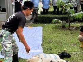 Kegiatan Bimbingan Teknis Juru Sembelih Halal 2026 di Unisma. (Istimewa)