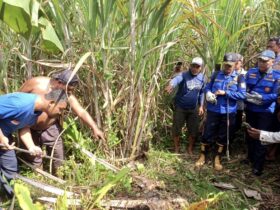 Damkar Kabupaten Malang Evakuasi Dua Ular Sanca Sepanjang 4 Meter di Donomulyo