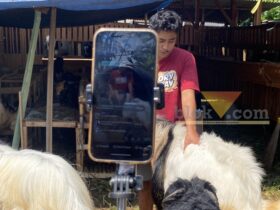 Bermodal Live TikTok, Penjualan Kambing Kurban Kota Malang Tembus Luar Kota