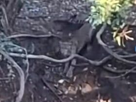 Viral di TikTok, Satwa Diduga Macan Terekam di Hutan Cangar