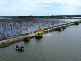Temuan mangrove mati tim susur pesisir laut Ecoton di Manyarejo, Manyar, Gresik (foto: Blok-a.com/Ivan)