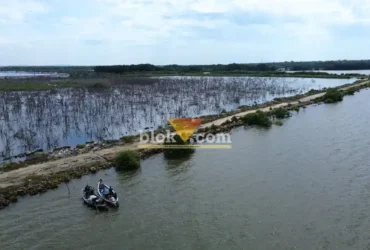 Temuan mangrove mati tim susur pesisir laut Ecoton di Manyarejo, Manyar, Gresik (foto: Blok-a.com/Ivan)