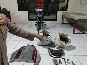 Barang bukti dugaan pencurian jeruk di Turen, Kabupaten Malang (Humas Polres)