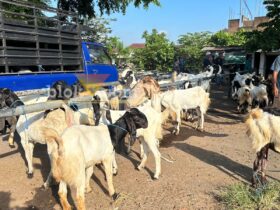 Suasana Pasar Hewan di Kecamatan Kepanjen, Kabupaten Malang. (blok-a.com / Berril Labiq)