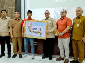 Hilirisasi Produk Peternakan Kambing dan Domba Dinas Pertanian kabupaten Gresik (foto: istimewa)