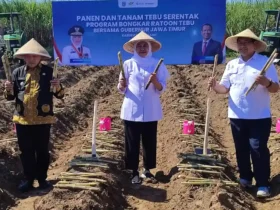 Gubernur Jatim, Khofifah Indar Parawansa bersama Bupati Malang, HM Sanusi saat bongkar ratoon di Kecamatan Gondanglegi, Kabupaten Malang (foto: istimewa)
