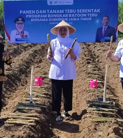 Gubernur Jatim, Khofifah Indar Parawansa bersama Bupati Malang, HM Sanusi saat bongkar ratoon di Kecamatan Gondanglegi, Kabupaten Malang (foto: istimewa)