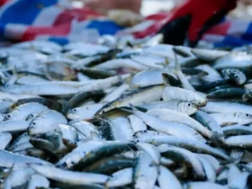 Pujiharjo Sumbang 83 Persen Produksi Ikan Layur Kabupaten Malang (foto: wikipedia)