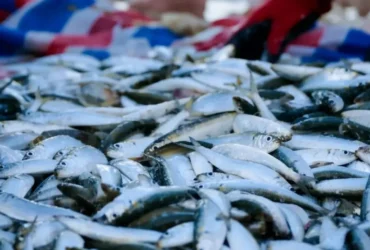 Pujiharjo Sumbang 83 Persen Produksi Ikan Layur Kabupaten Malang (foto: wikipedia)