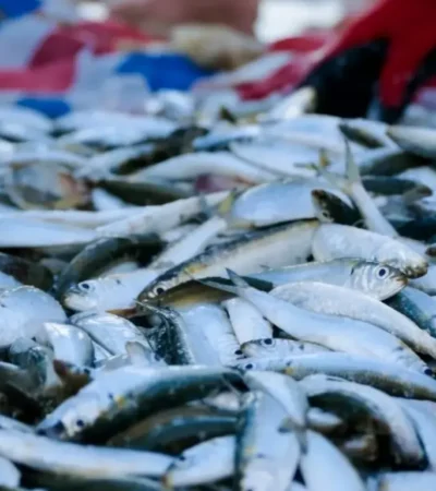 Pujiharjo Sumbang 83 Persen Produksi Ikan Layur Kabupaten Malang (foto: wikipedia)