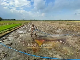 Penyemprotan pupuk hayati PT ENERO di lahan tebu (foto: Blok-a.com/Syahrul Wijaya)