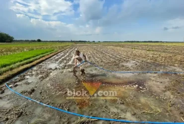 Penyemprotan pupuk hayati PT ENERO di lahan tebu (foto: Blok-a.com/Syahrul Wijaya)