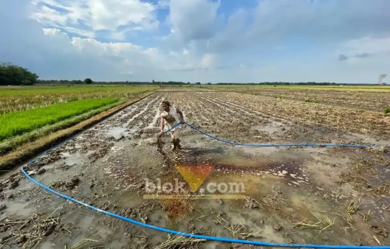 Penyemprotan pupuk hayati PT ENERO di lahan tebu (foto: Blok-a.com/Syahrul Wijaya)