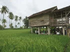Produksi beras di Kabupaten Banyuwangi Januari hingga Juni 2026 surplus 174 Ribu ton (foto: istimewa)