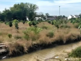 Eco Agro Business Terpadu (EABT) pada lahan milik desa seluas 3 hektare di RT 9 RW 3 Desa Suwaluh, Kec. Balungbendo, Sidoarjo (foto: istimewa)