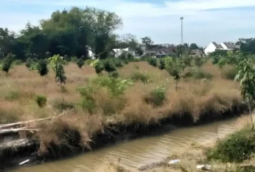 Eco Agro Business Terpadu (EABT) pada lahan milik desa seluas 3 hektare di RT 9 RW 3 Desa Suwaluh, Kec. Balungbendo, Sidoarjo (foto: istimewa)