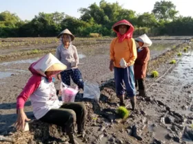 Para petani padi di Desa Wonoplintahan, Sidoarjo (foto: Istimewa)
