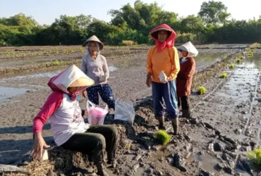 Para petani padi di Desa Wonoplintahan, Sidoarjo (foto: Istimewa)