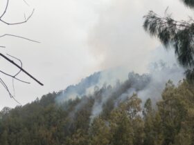 Karhutla Gunung Kawi, Bara Pohon Mati Masih Mengepulkan Asap (BPBD Kabupaten Malang/Ilustrasi)