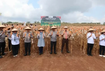 Kapolda Jatim Irjen Pol Nanang Avianto bersama Bupati Banyuwangi Ipuk Fiestiandani saat panen raya jagung di kawasan Green Farm, Desa Karangsari, Kecamatan Sempu, Jumat (11/09/2026) (foto: Istimewa)