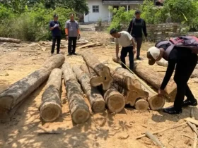 Petugas Perhutani saat melakukan pengamanan temuan 16 batang kayu jati diduga ilegal, Jum'at (02/10/2026) (foto: Istimewa)