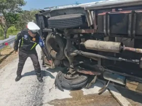 Truk muatan sapi yang mengalami kecelakaan tunggal di ruas tol JoMo.(Foto: PJR 3 Polda Jatim)